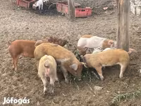 Boar, Pigs — photo 3