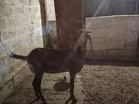 Chèvre, Beetal goats — photo 5