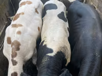 Бик, Russian Black pied cattle — фото 1