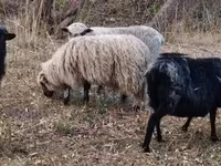 كبش, Racka sheep — الصورة 1