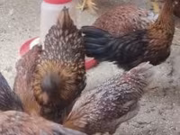 Chickens — fotografija 3