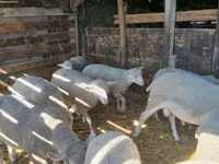 Oveja, Ovejas — foto 4