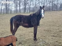 حصان, Hungarian horse breed — الصورة 1