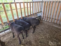 Baran, Hissar sheep — zdjęcie 4