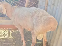Bélier, Rhon sheep — photo 4