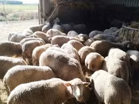 Schaf, Ile-de-France sheep — Foto 1