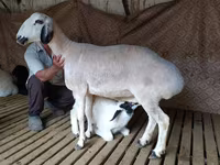 Ovan, Hissar sheep — fotografija 1