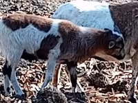 Billy Goat, Goats — photo 1