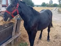 母马, Percheron — 照片 5