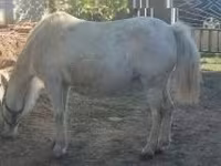 Égua, Cavalos — foto 2