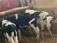 Bulle, Russian Black pied cattle — Foto 8