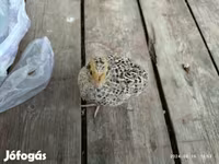 Quails — Foto 2