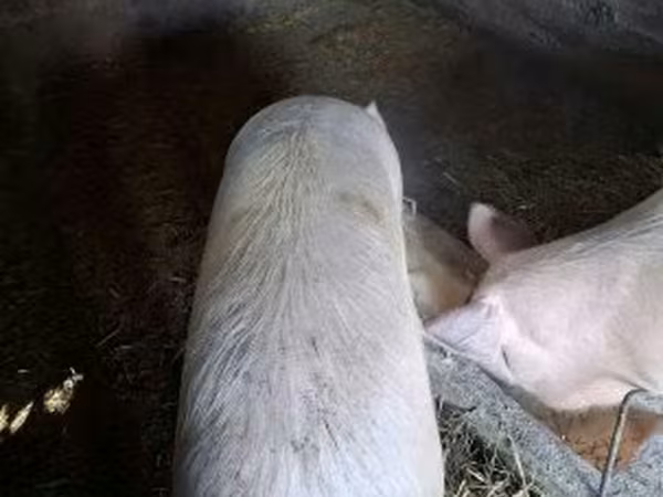 Sow, Крупная белая