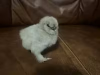Silkie — photo 2