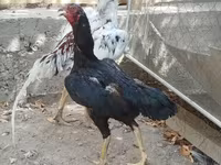 Chickens — fotografija 1