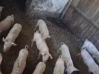 Schweine (Partie, Geschlecht nicht angegeben), Schweine — Foto 2