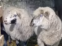 Ram, Sheep — photo 2