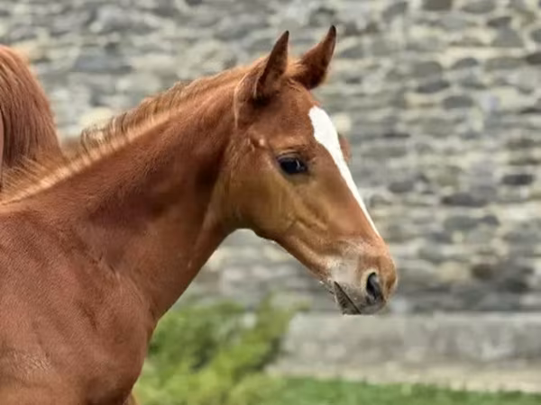 Pastuv, Anglo-Arabian