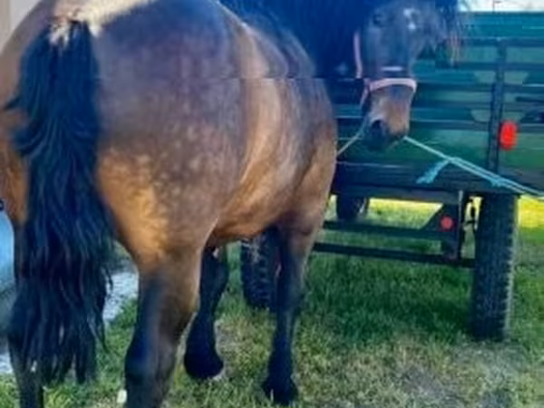 Cavalo, Cavalos — Hungria