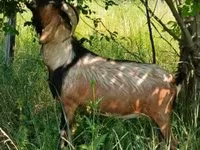 Taka, Nubian Goat — 2-rasm