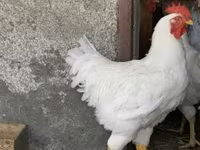 Plymouth Rock — zdjęcie 1