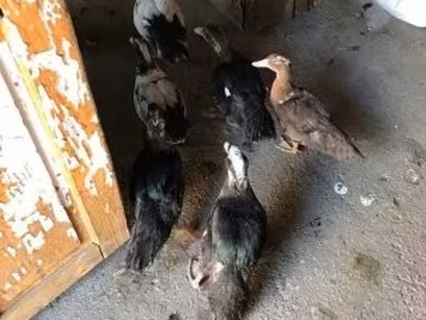 Ducks — Hungria