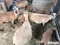 母羊, Cameroon sheep — 照片 1