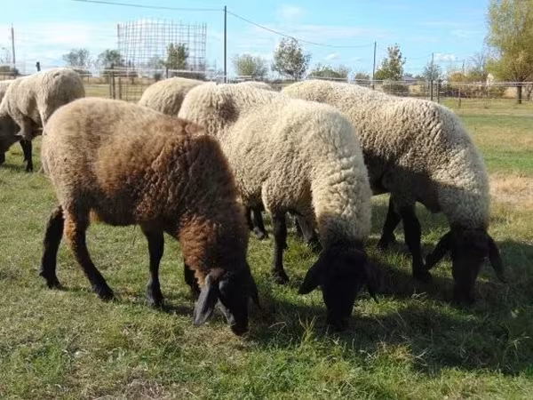 Qoyun, Tsigai sheep