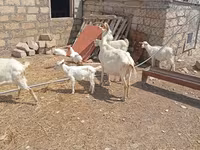 Ziege, Toggenburg goat — Foto 7