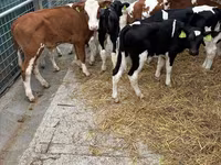 Bull, Simmental cattle — photo 1
