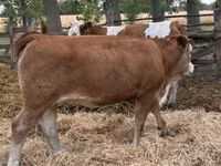 Kuh, Simmental cattle — Foto 5