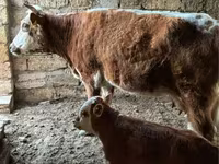 Vache, Latvian Blue cattle — photo 3