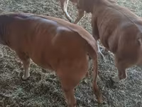 Bulle, Simmental cattle — Foto 4