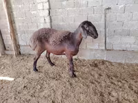 Schafe (Partie, Geschlecht nicht angegeben), Blackheaded Persian sheep — Foto 4