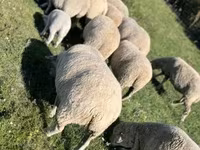 मेढ़ा, भेड़ — फ़ोटो 1
