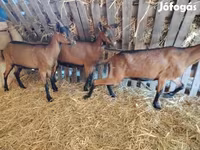 Ziege, Alpine goat — Foto 2
