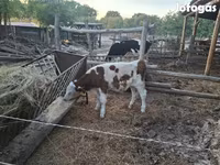 公牛, Simmental cattle — 照片 3