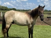 Pastuv, Rocky Mountain Horse — fotografija 5