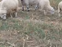 Carnero, Cerry Hill sheep — foto 2