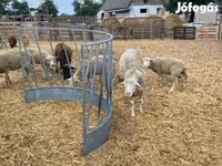 نعجة, White Suffolk sheep — الصورة 1