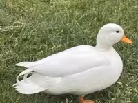 Ducks — Foto 5