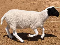 Ovan, Dorper sheep — fotografija 5