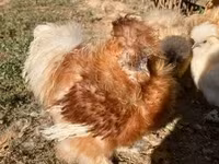 Silkie — foto 2