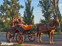 Mare, Horses — photo 2