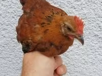 Chickens — Foto 2