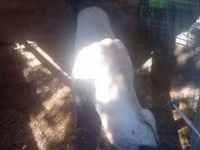 خنزيرة, الخنازير — الصورة 5