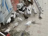 Chickens — 照片 3
