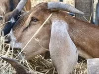 Chèvre, Nubian Goat — photo 4