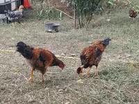Chickens — foto 8