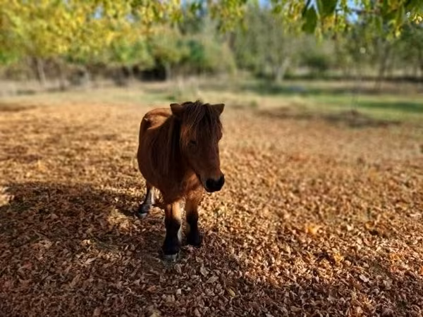 Cavalo, Cavalos